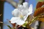 20160418サクラ‘スルガダイニオイ’	桜‘駿河台匂’	Cerasus lannesiana‘Surugadai ‐odora’	4月